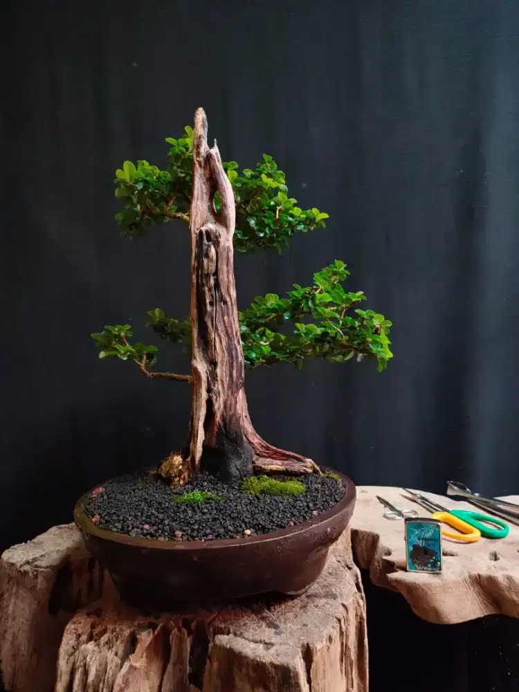 Bonsai Sisir/Kaliage