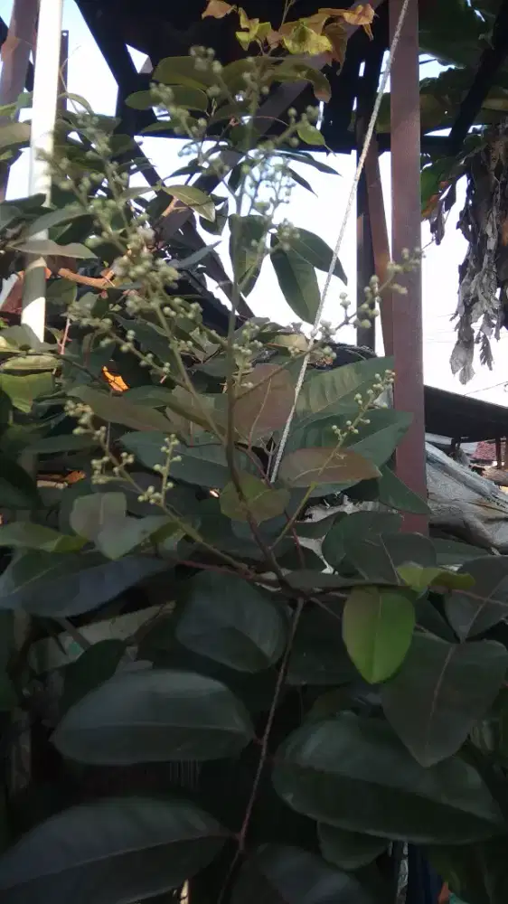 Tabulampot KeLengkeng merah lagi kembang Red Longan