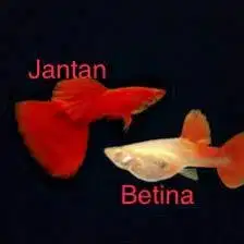 Guppy Albino Full Red