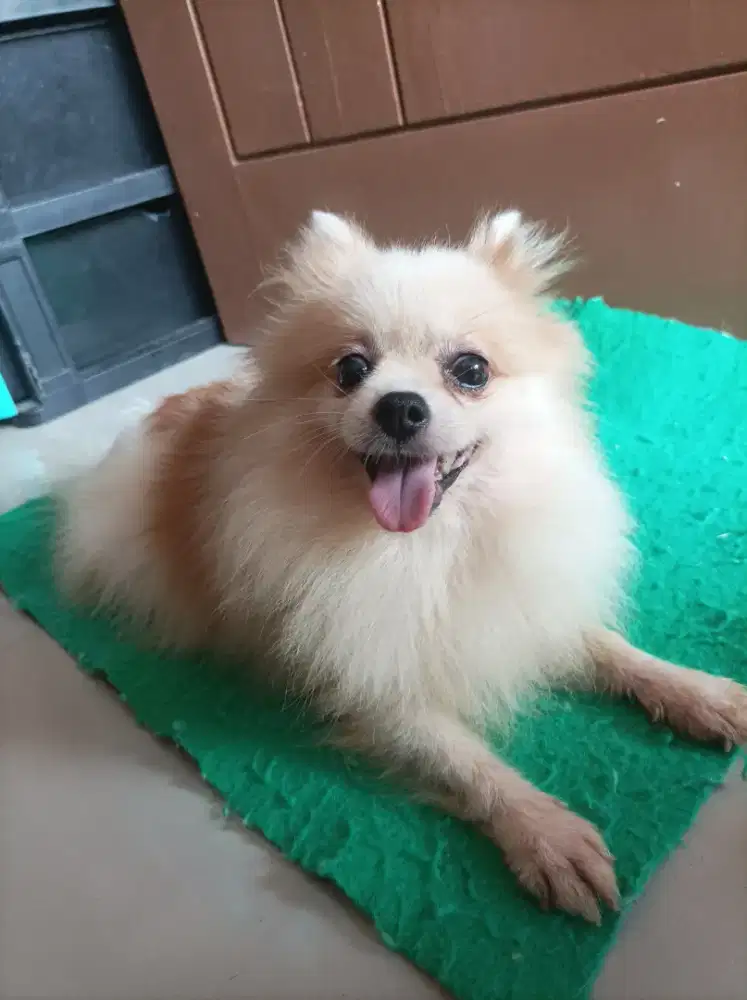 Minipom betina party colour