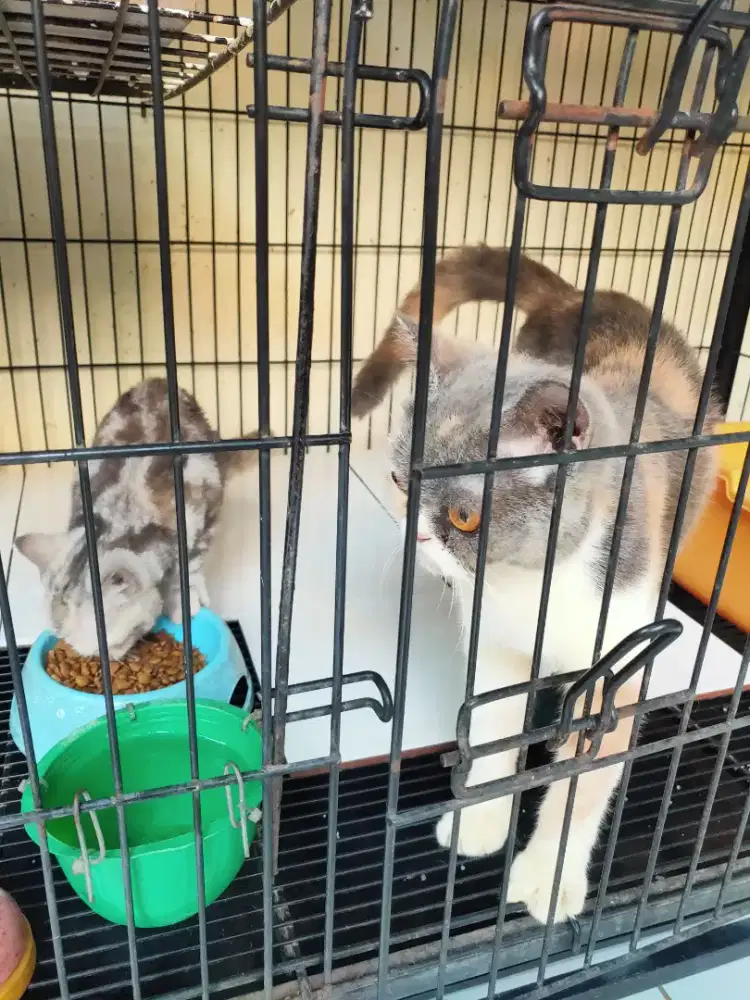Lepas adopt indukan BSH