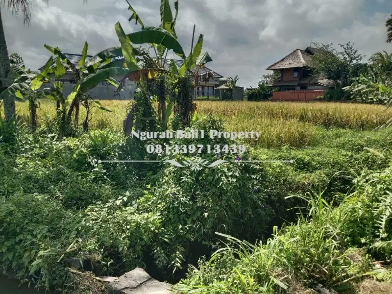 Tanah Premium Disewakan Luas Tanah 6 Are View Sawah di Ubud