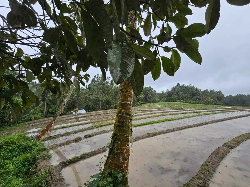 Dijual tanah kebun kopi view sawah dan los sungai di bali