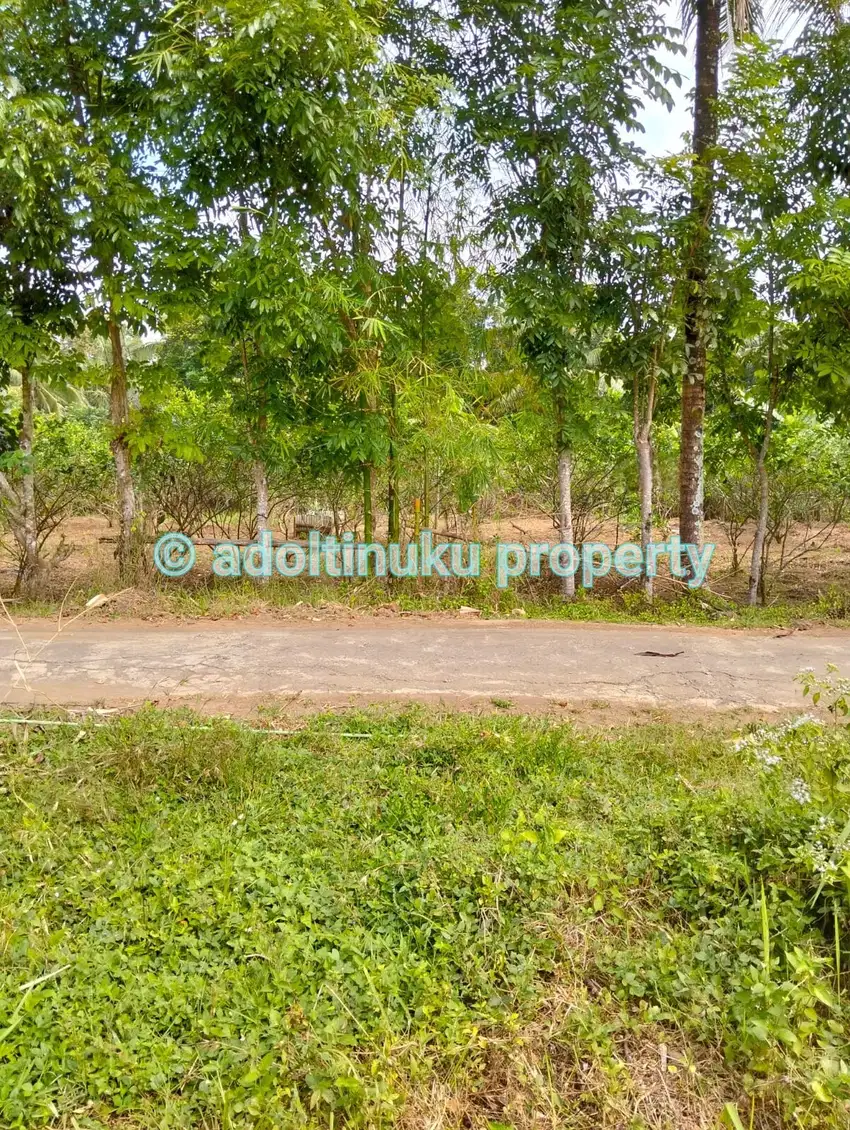 Tanah persegi dengan lebar muka 60 m di mertoyudan magelang