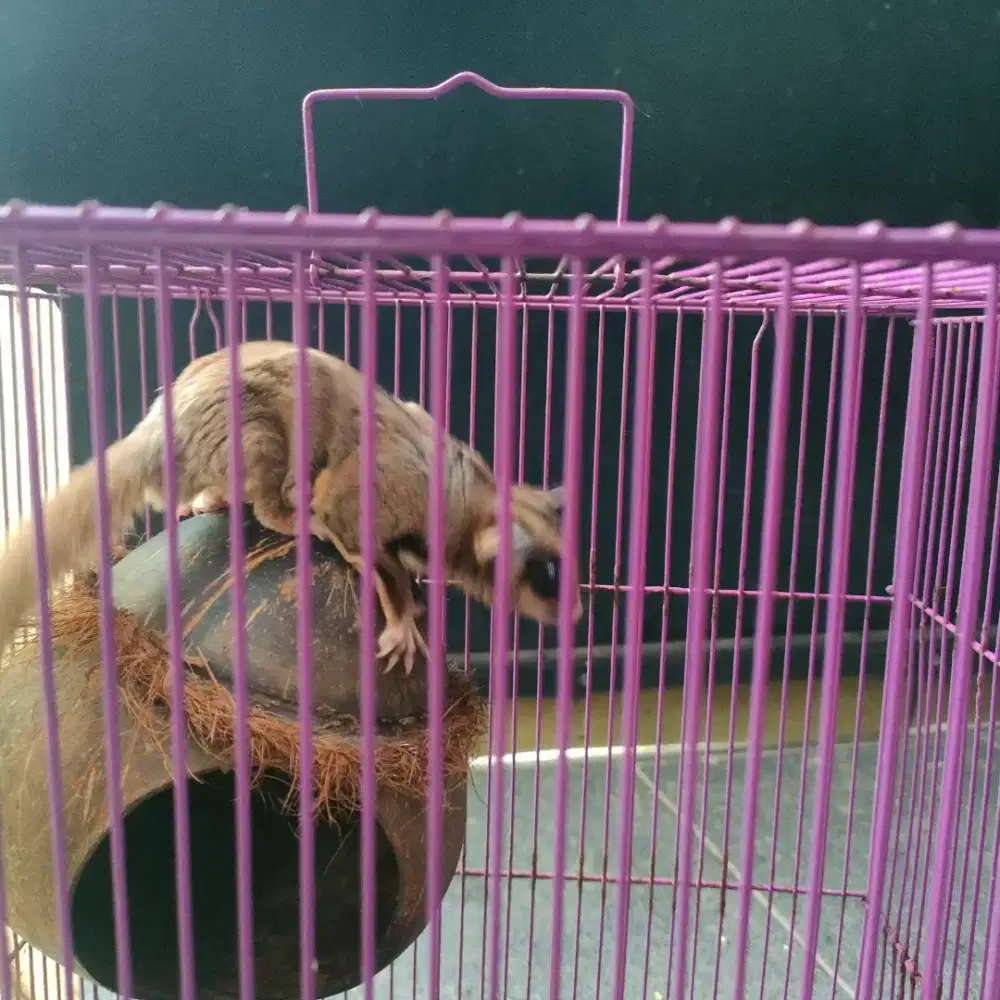 Sugar Glider Jantan Plus Kandang Fullset