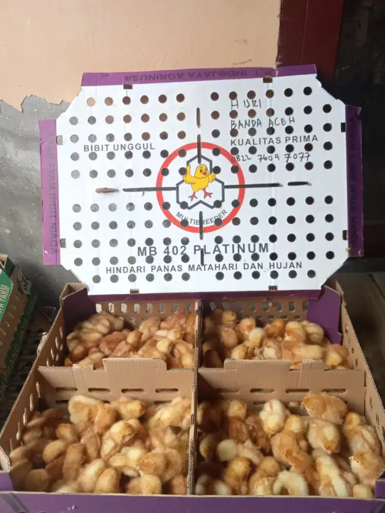 Anak ayam petelur Isa brown