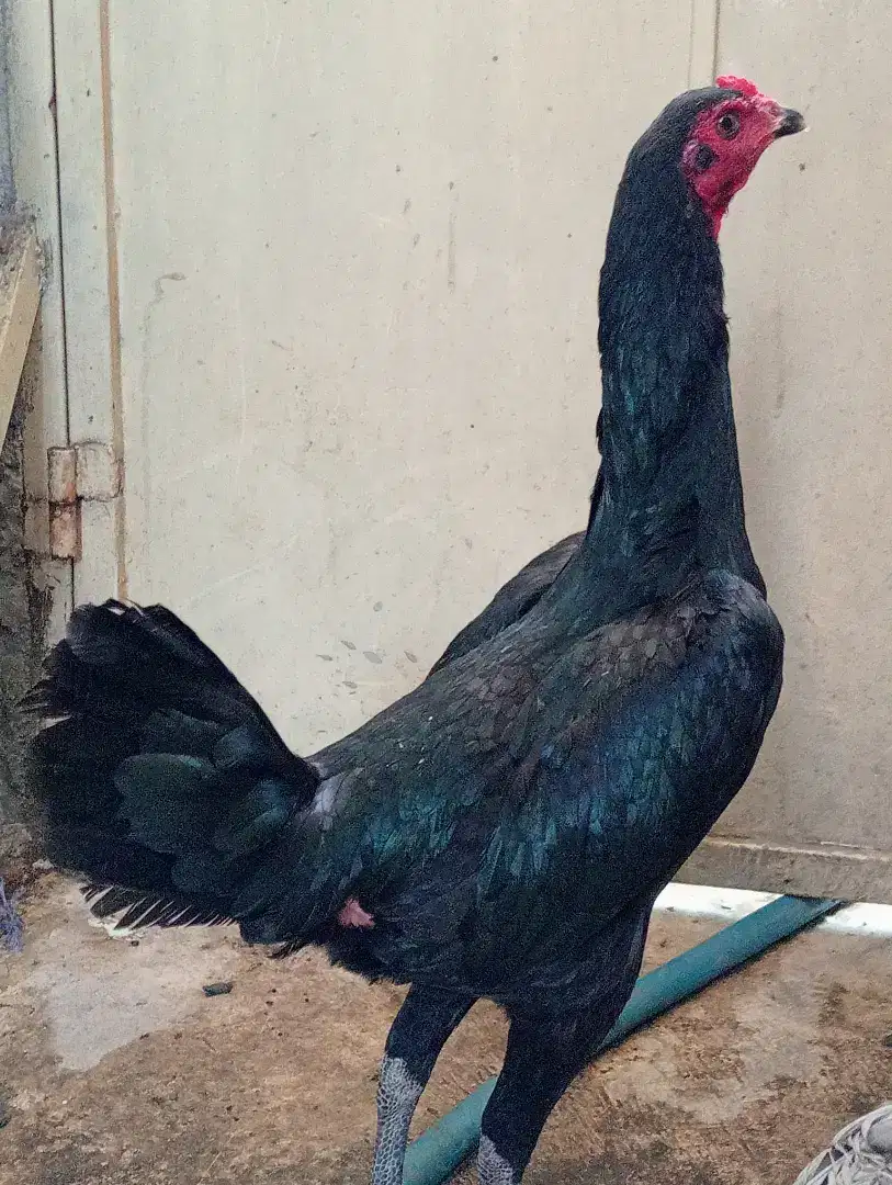 Ayam betina siap ternak Bangkok klasik