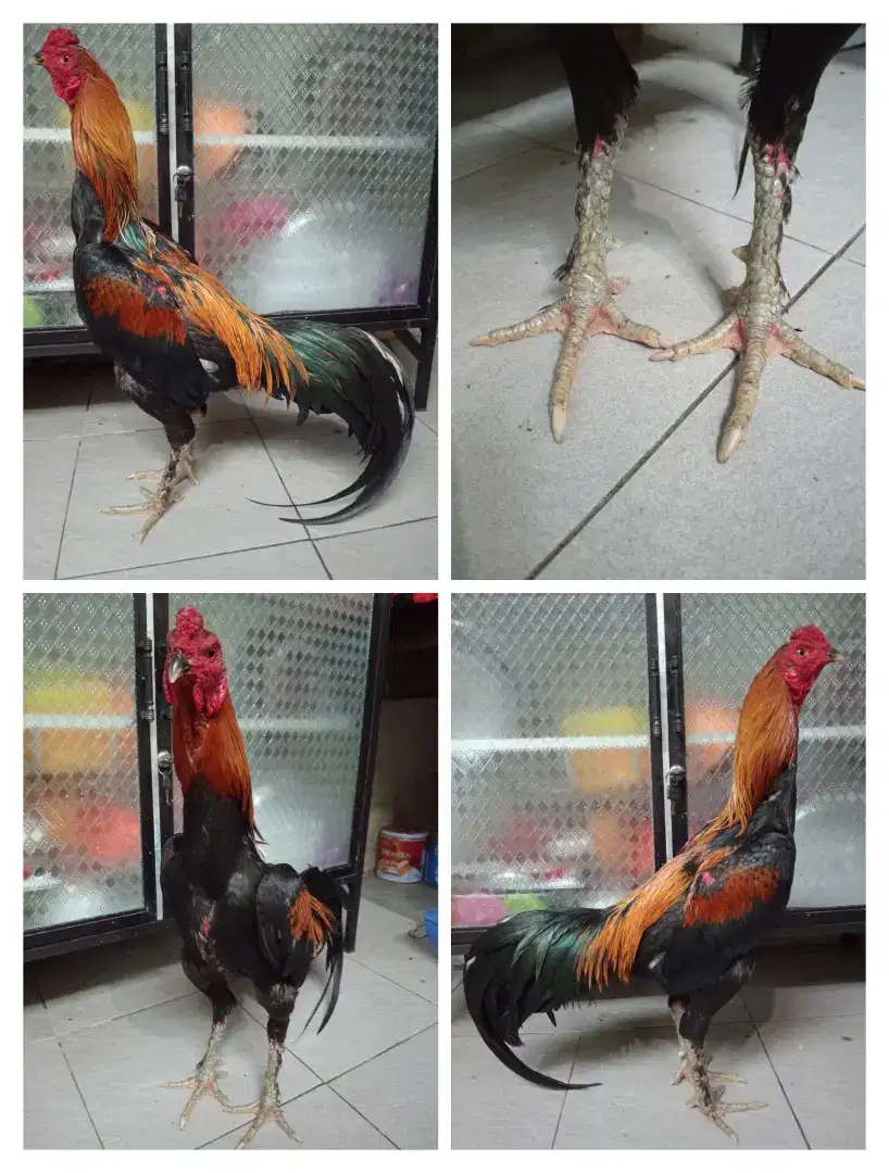 Ayam Bk Mangon kaki simbar