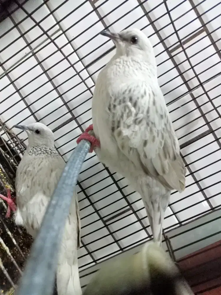 Jodohan Baru Tekukir Calon Pencetak Albino Mata Merah