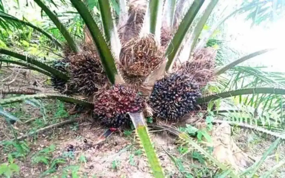 DI JUAL CEPAT KEBUN SAWIT BALAM