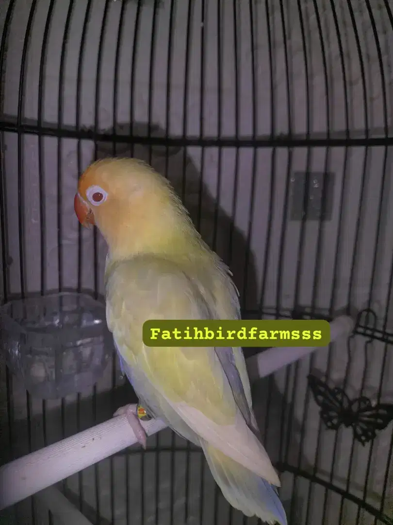 burung lovebirds