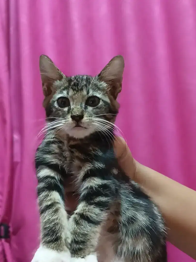 Open adopsi kucing