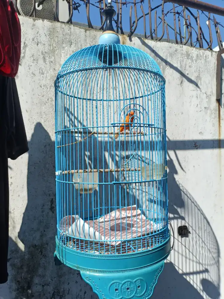 Kenari Merlok Jantan