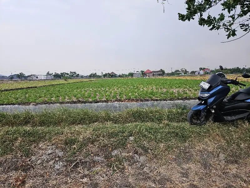Tanah sawah pinggir jalan murah harga tiada lawan