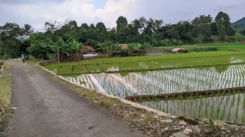 Jual Sawah Produktif | Air Mengalir | Pinggir Jalan Desa.