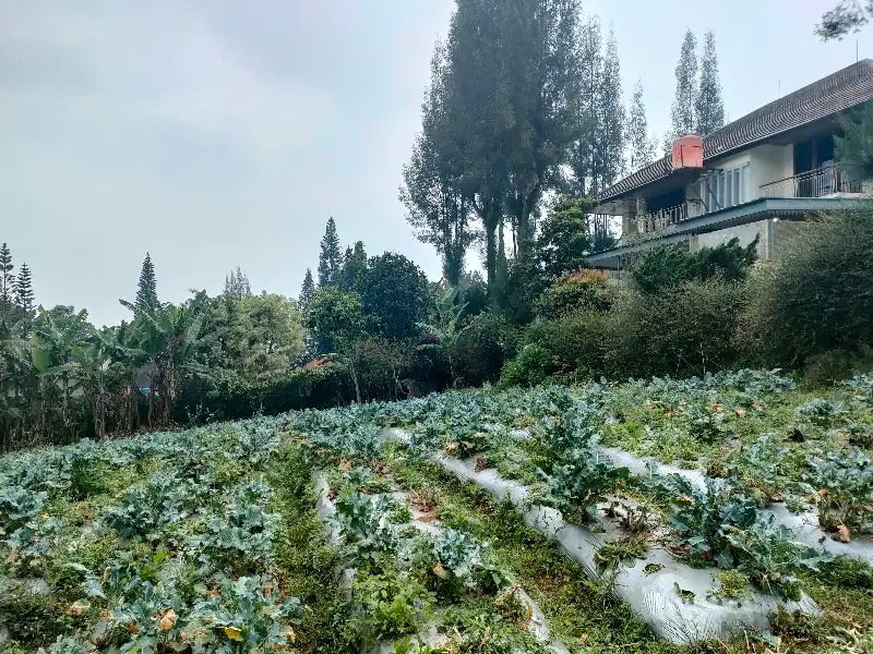 tanah hrg bu   600rb/mtr lembang asri komplek vila
