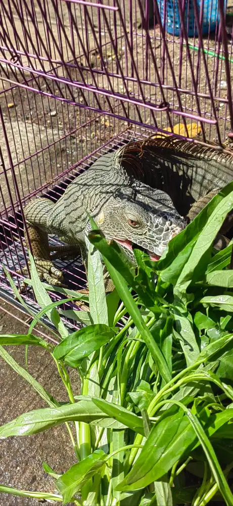 JUAL Iguana. 100cm ++