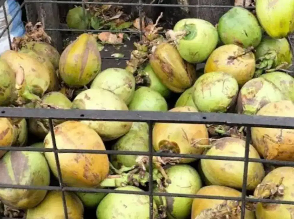 kelapa muda siap antar area banda aceh dan aceh besar