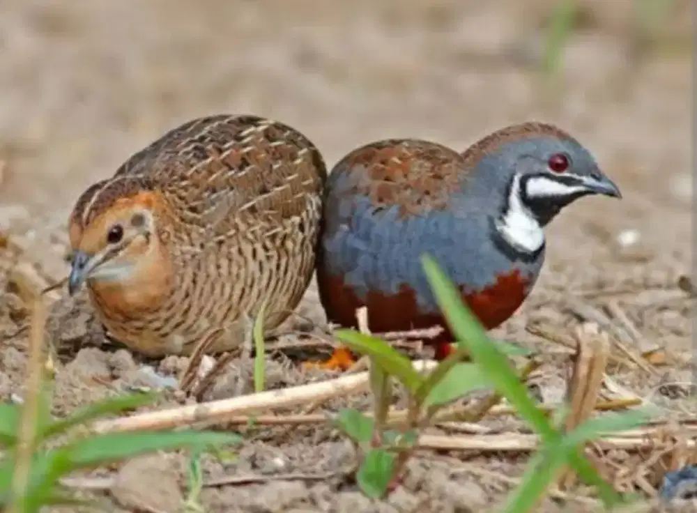 5 Ekor puyuh batu hias