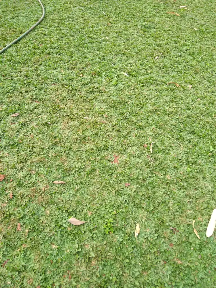 Rumput gajah mini murah