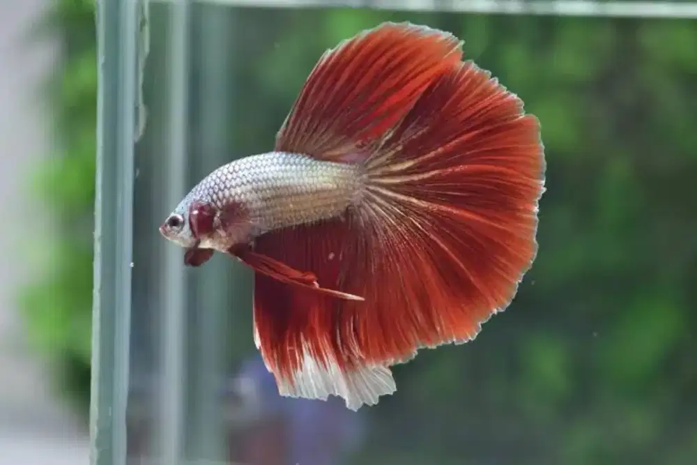Ikan cupang Halfmon