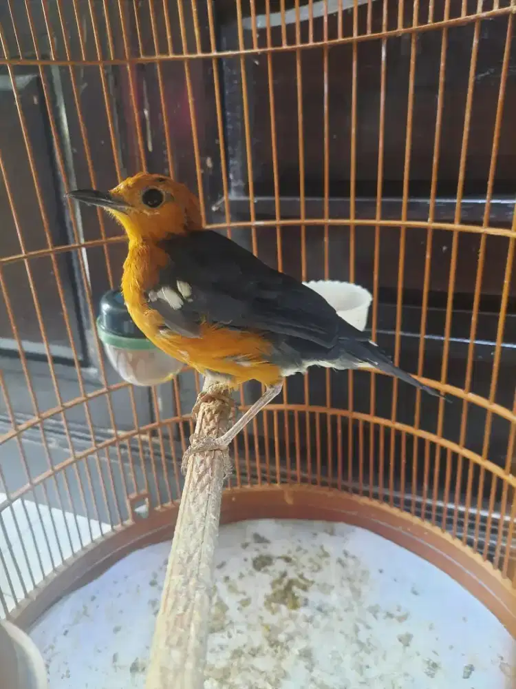 Anis merah baru ke pastol jamin jantan..