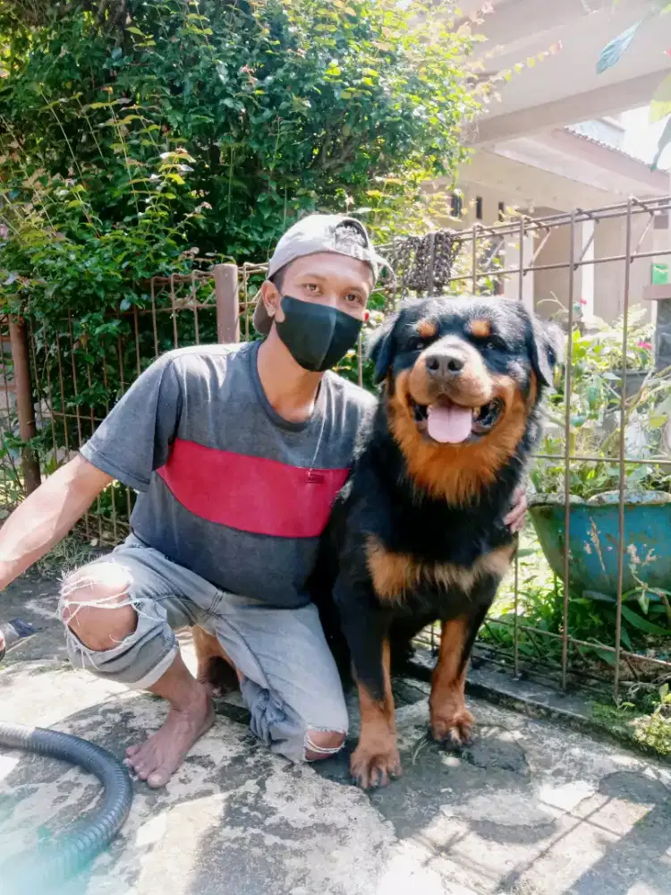 Grooming panggilan kerumah anjing dan kucing