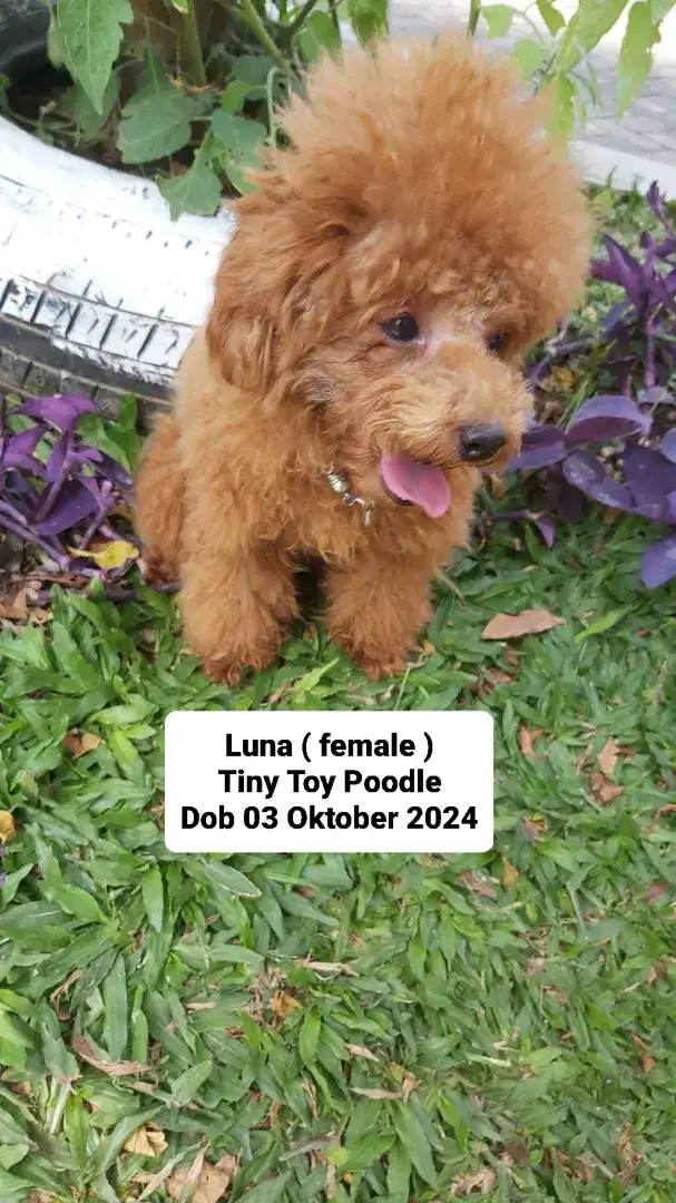 Tiny Toy Poodle Imut usia 10bln
