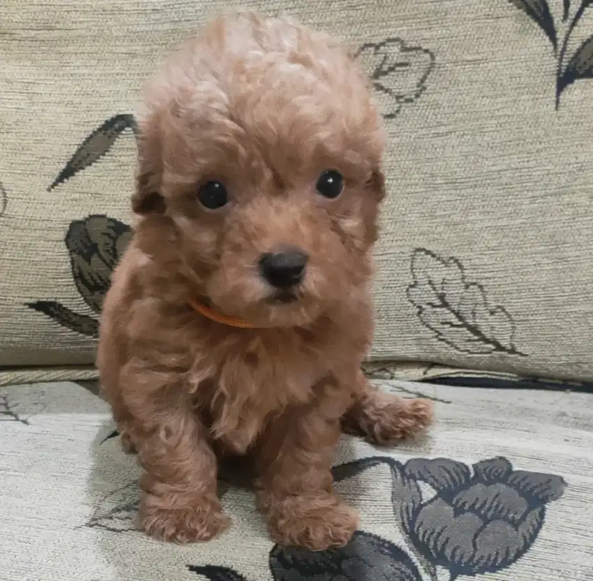 DI JUAL MURAH RED TOY POODLE JANTAN STAMBUM VAKSIN KUALITAS BAGUS