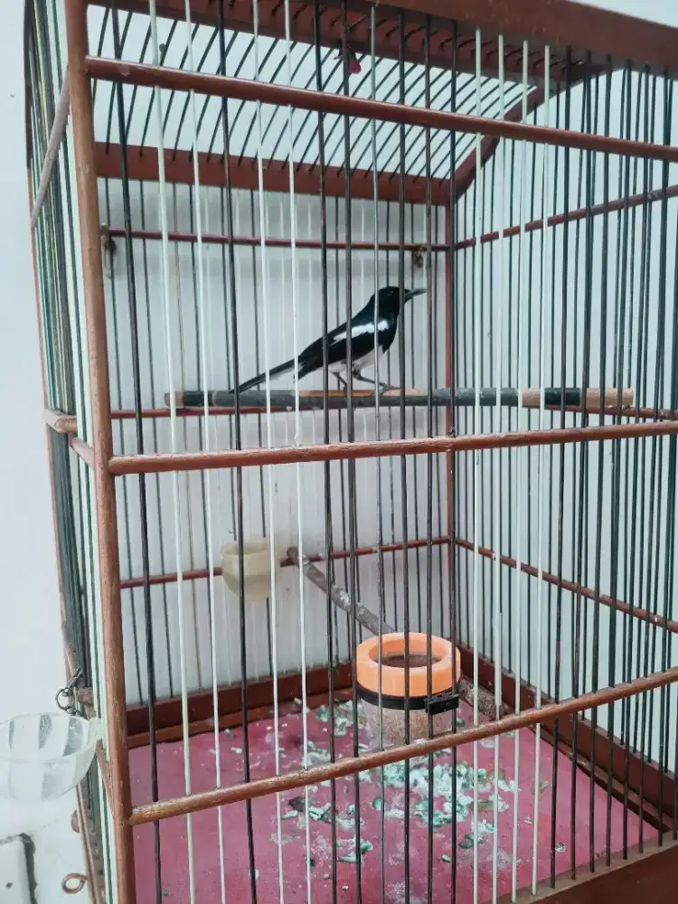 Burung Kacer Usia Matang