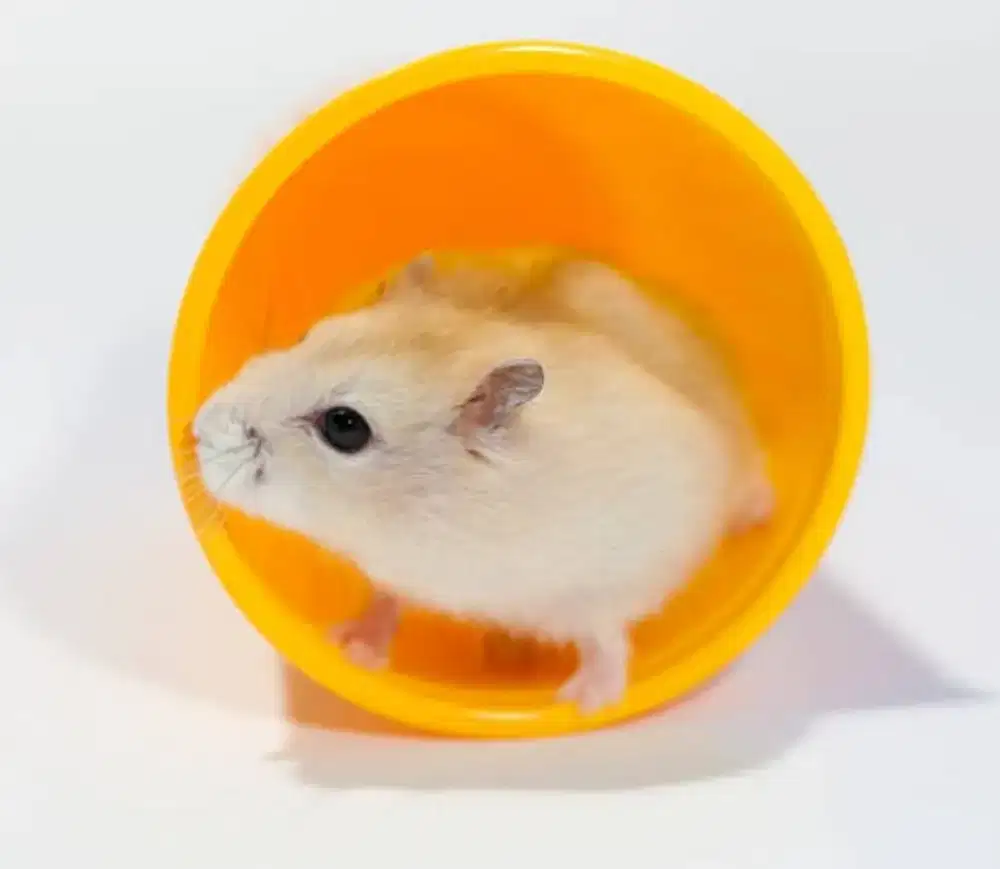 Hamster Winter Golden BlackEye Junior