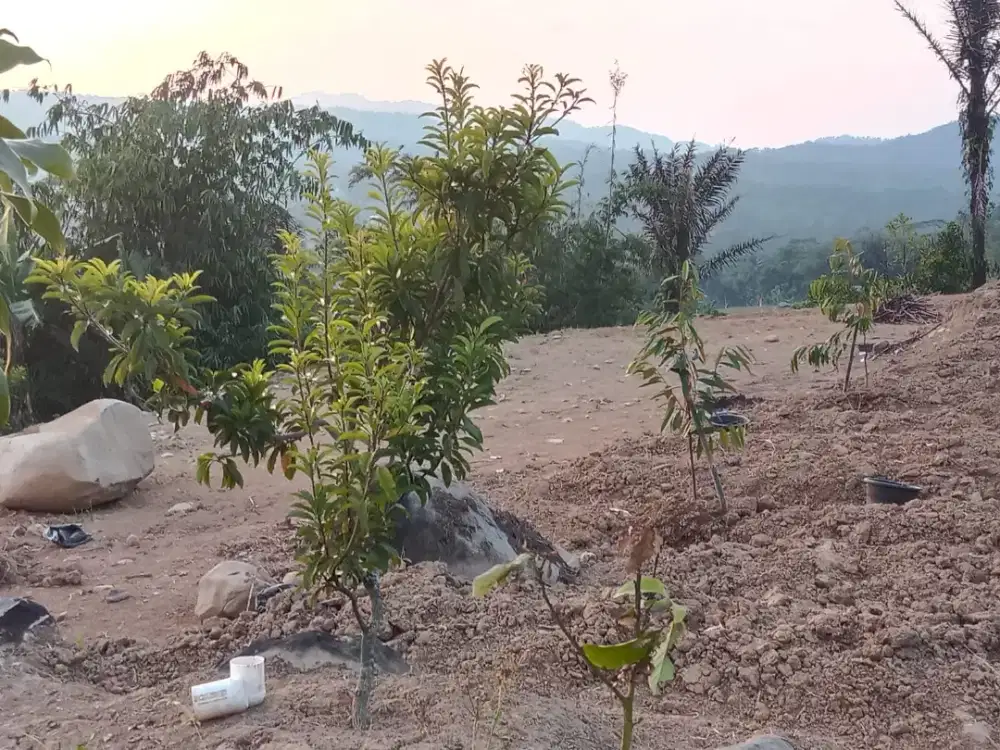 Di jual tanah luas 5000 surat ajb harga 150rb/m