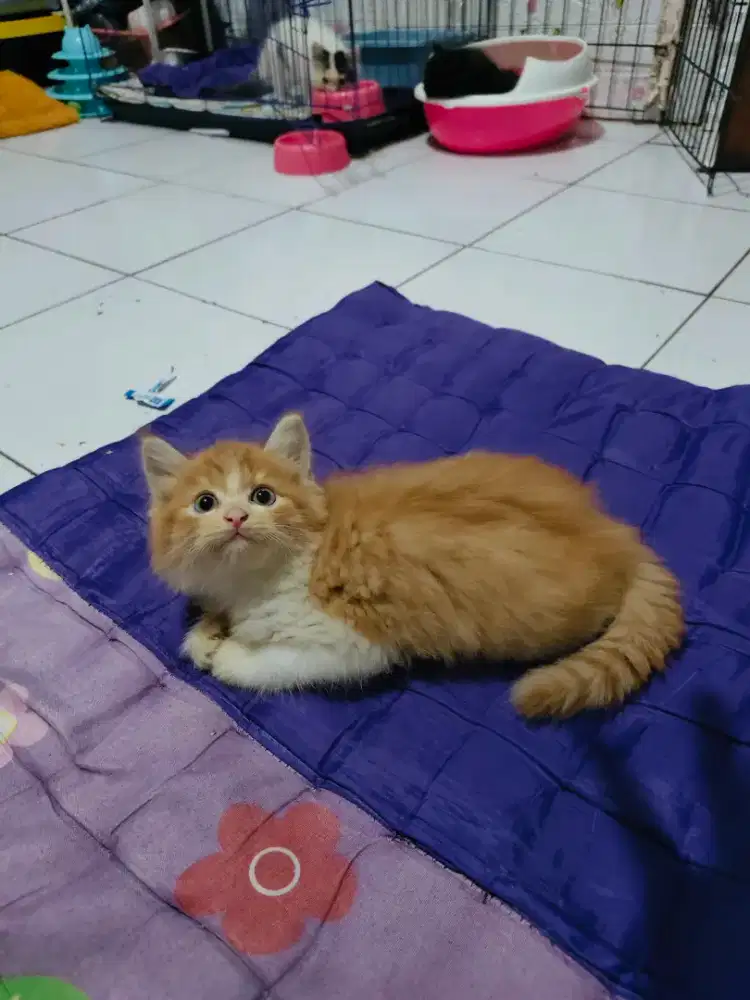 Kucing lucu jantan betina