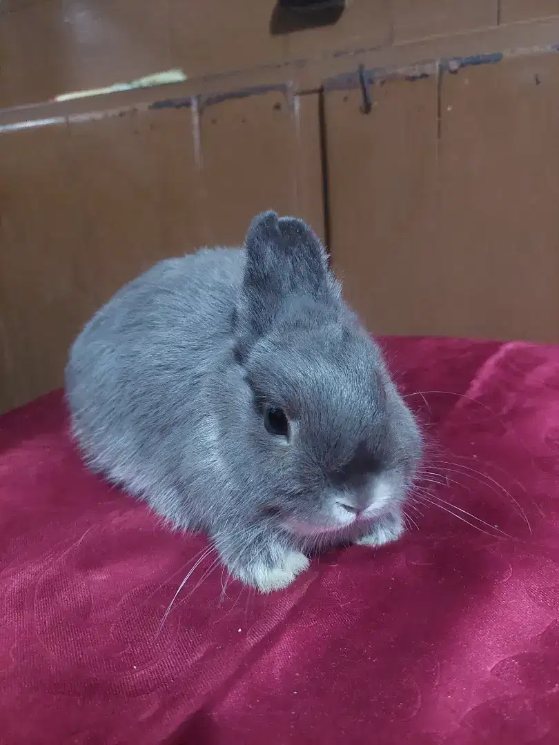 Kelinci netherland dwarf
