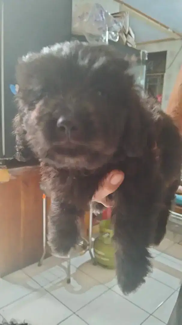 Anak anjing campuran
