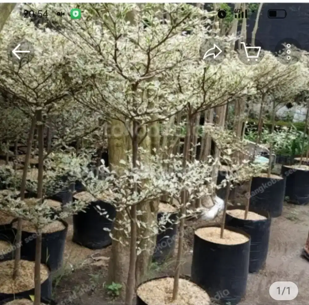 Ketapang kencana varigata