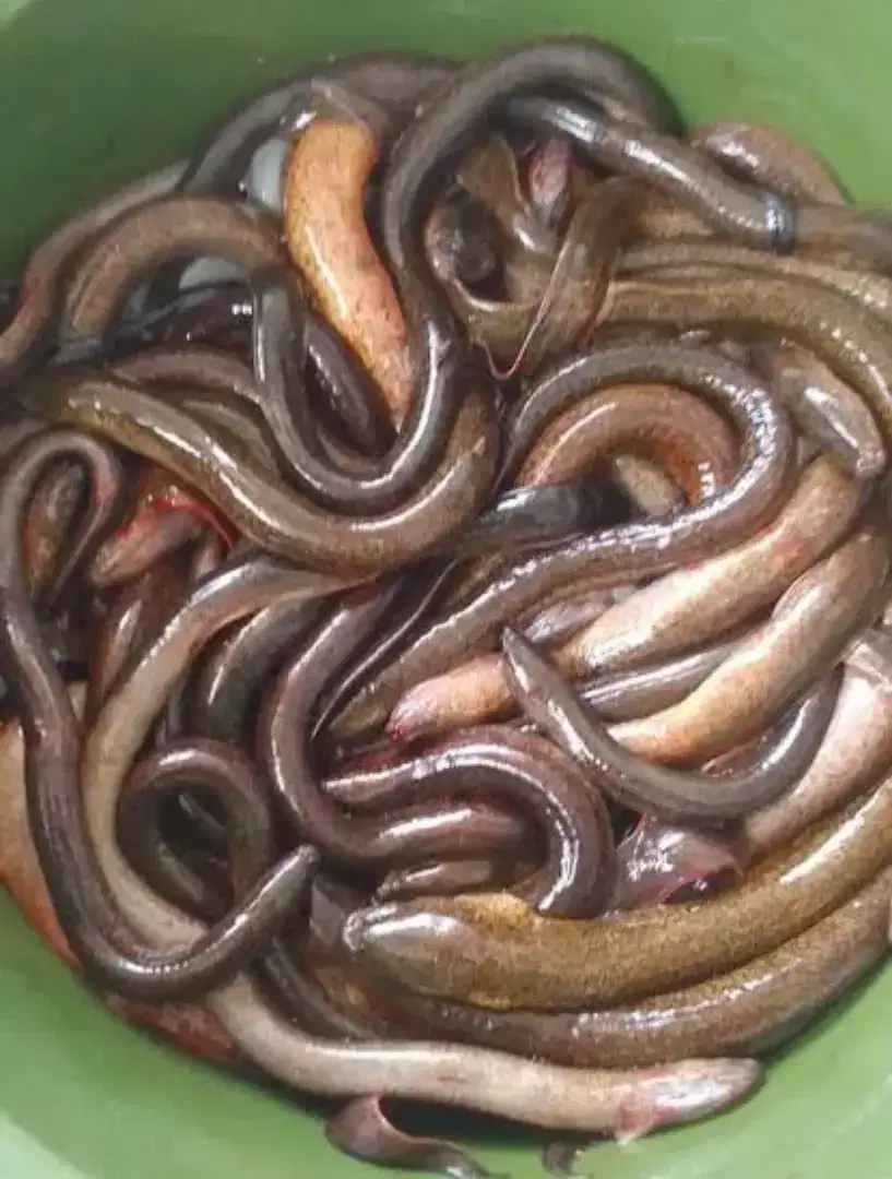 Menjual belut hidup buat kebutuhan konsumsi