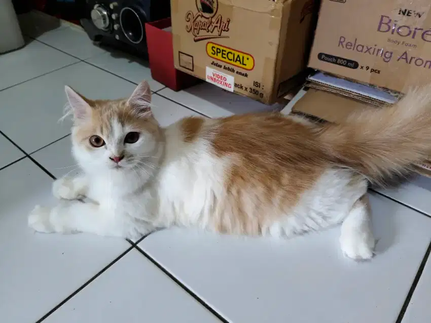 Kucing Persia Medium