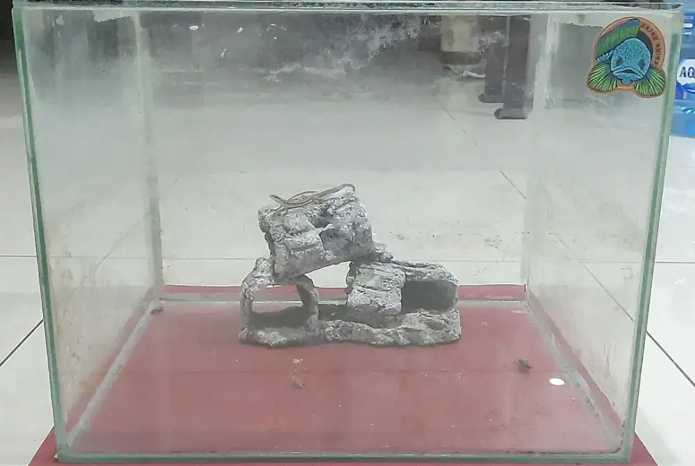 Aquarium ukuran kecil