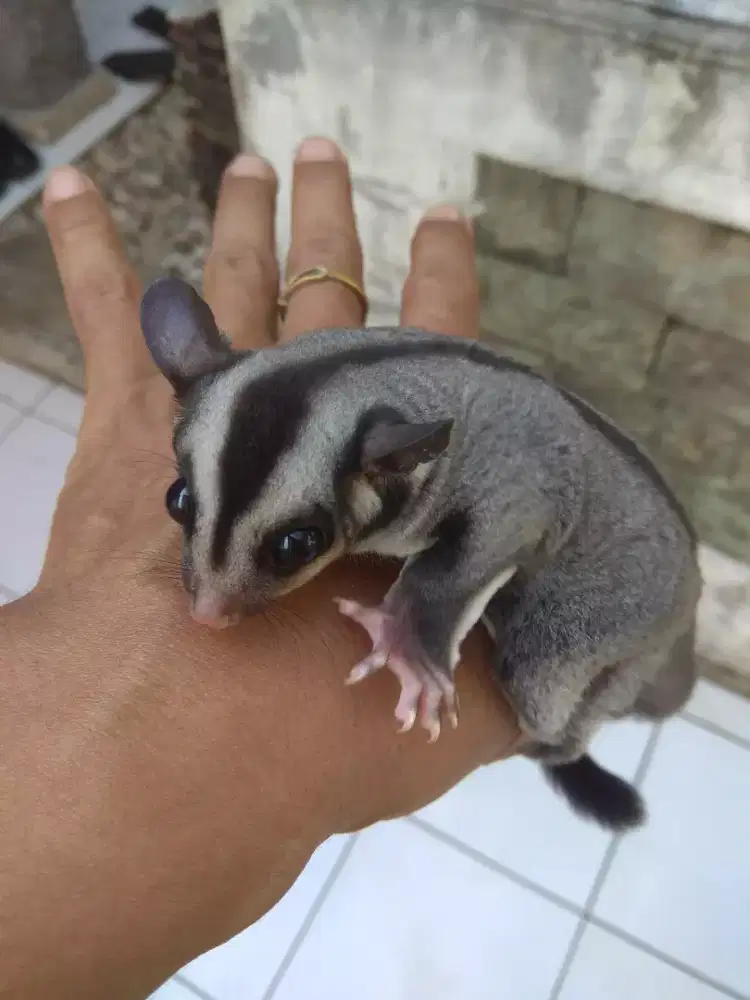 Sugar glider joy CG betina