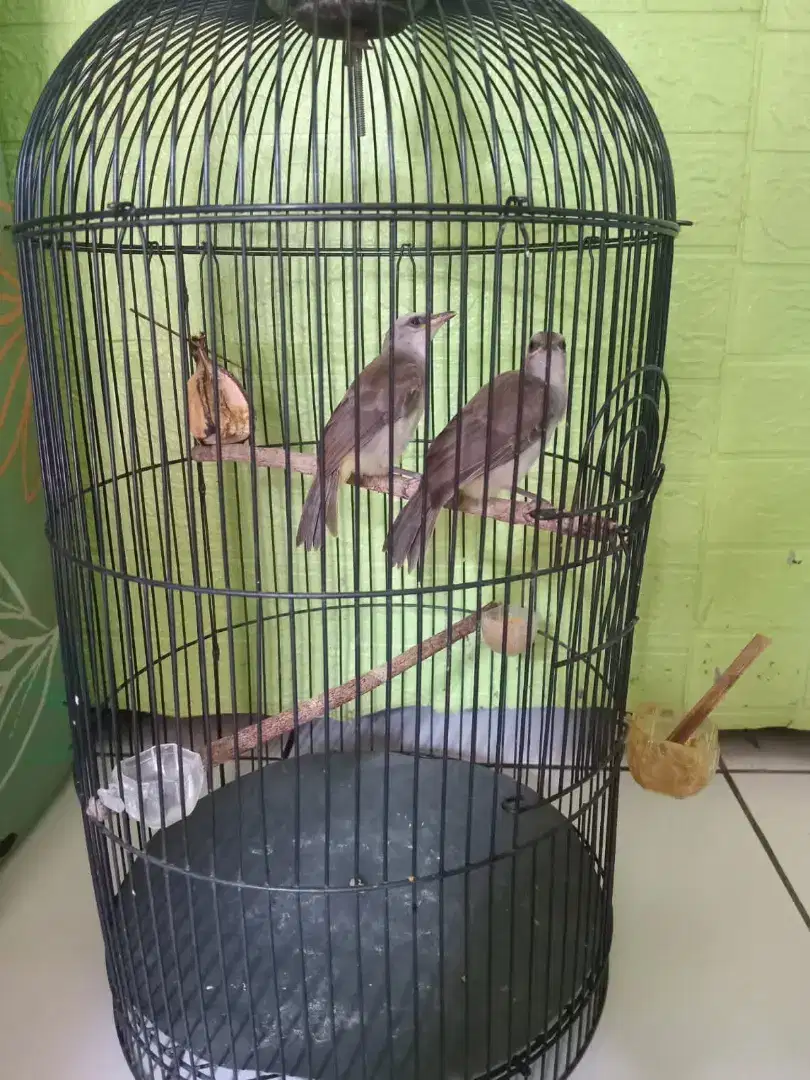 SEPASANG BURUNG CROCOK