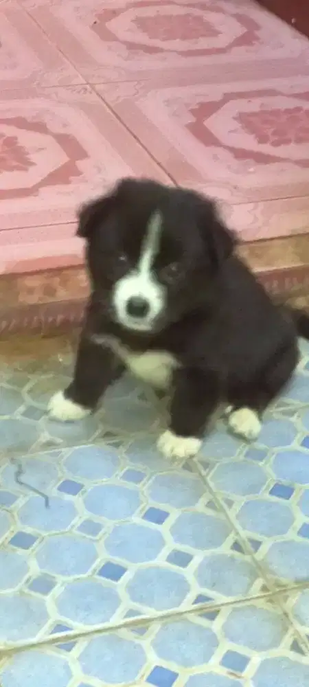 Anak anjing mix Wicklow terrier