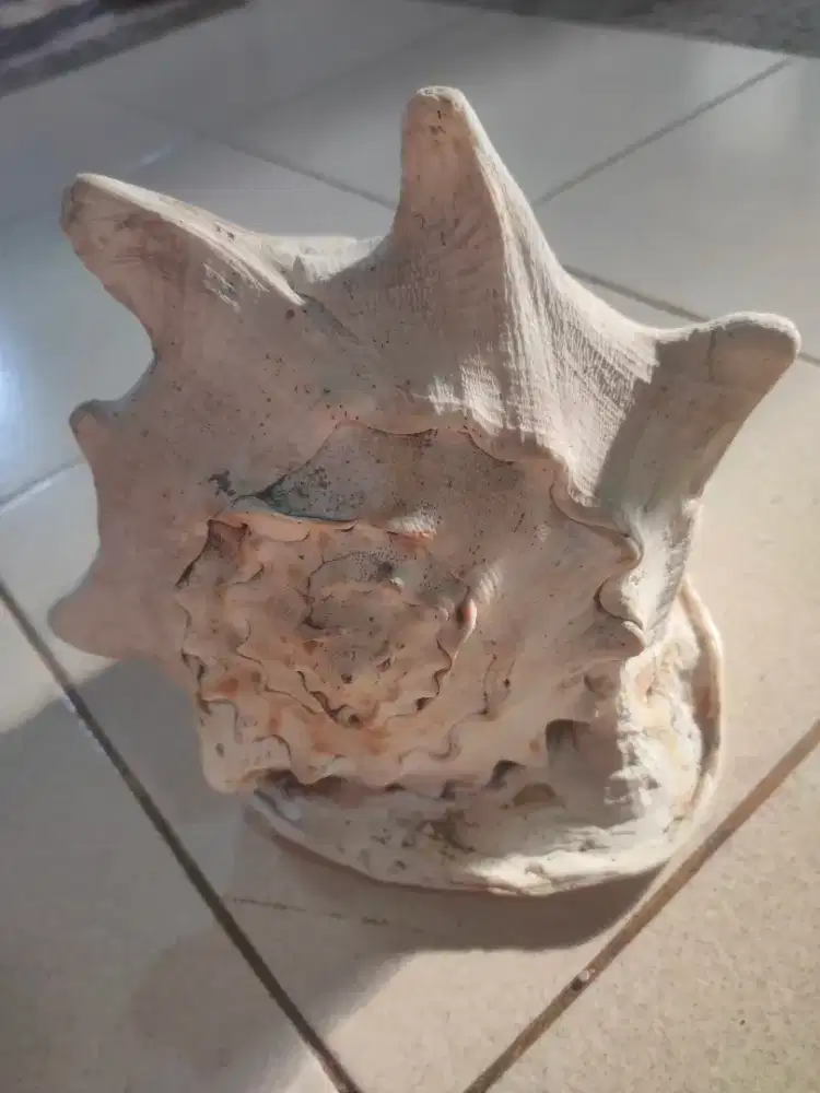 Jual bia/keong besar fosil tua