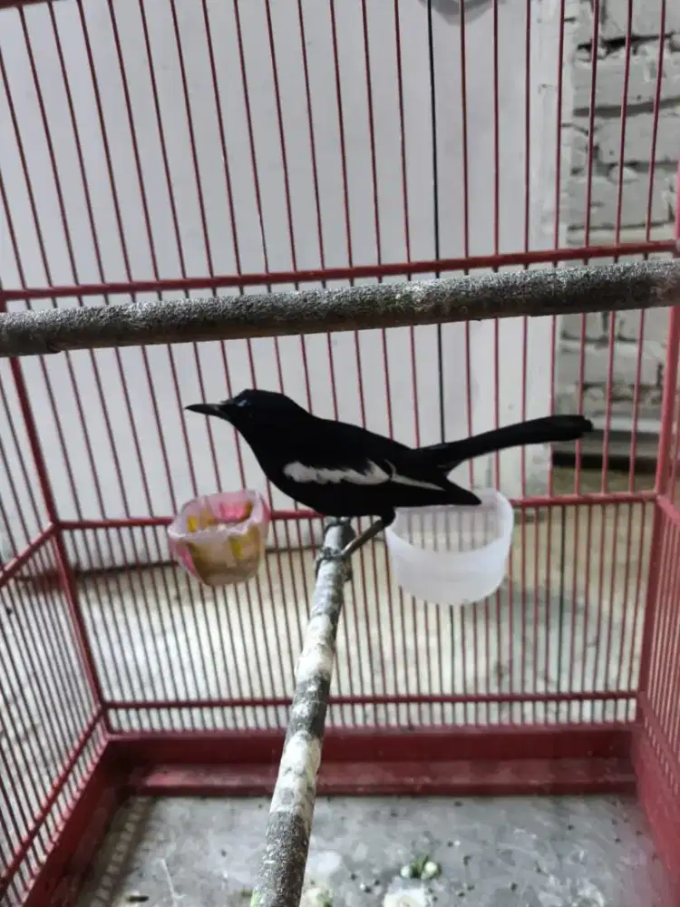 Burung dahit Kacer dada hitam