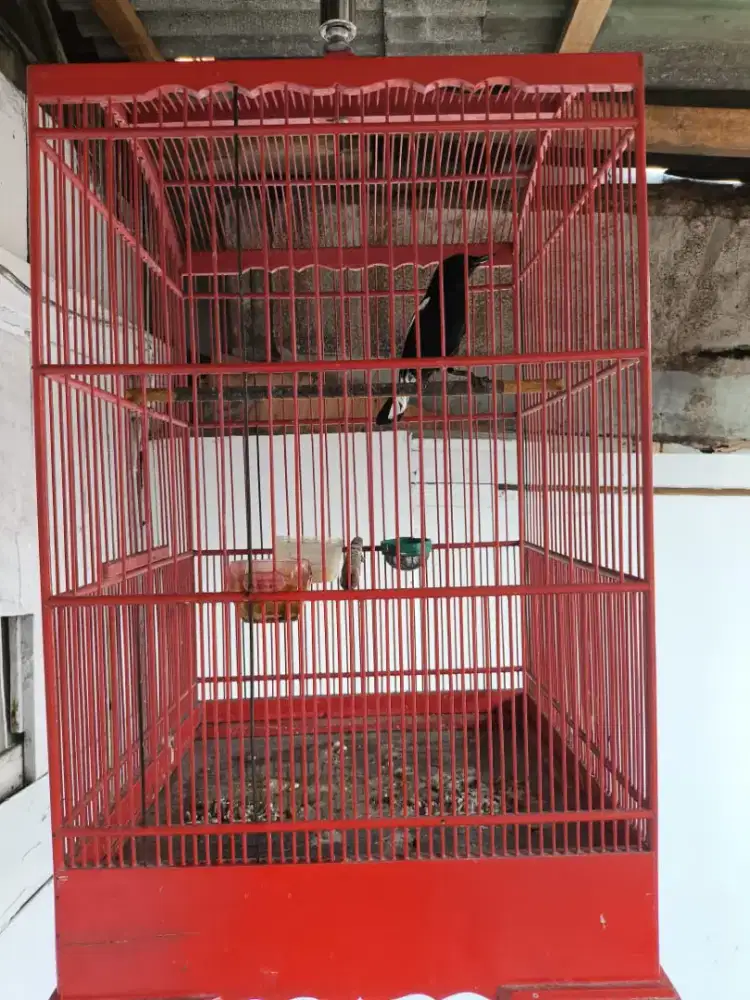 Ocehan Kacer lokal body big