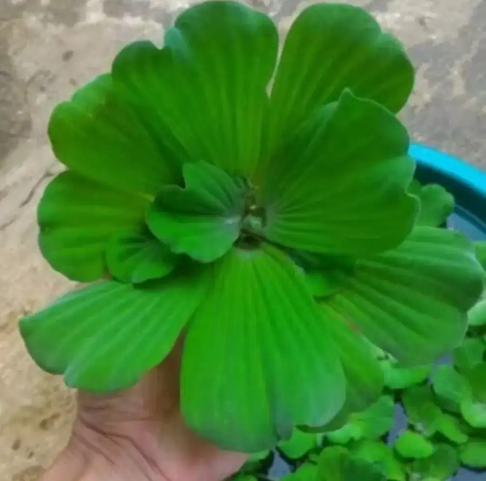 Jual tanaman apu apu