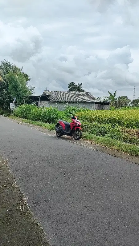 dijual sawah subur 1715m di manisrenggo murah
