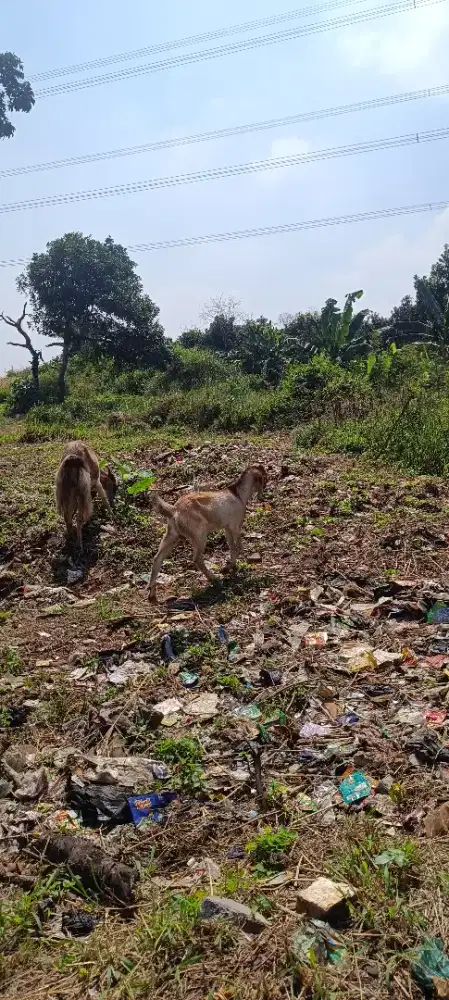 Anak kambing sepasang