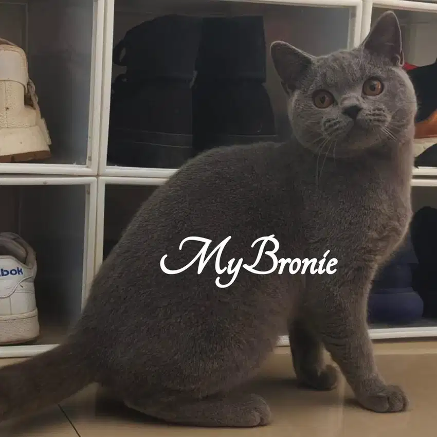 Kucing british shorthair jantan murahhh