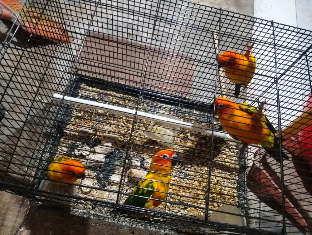 Burung sun conure